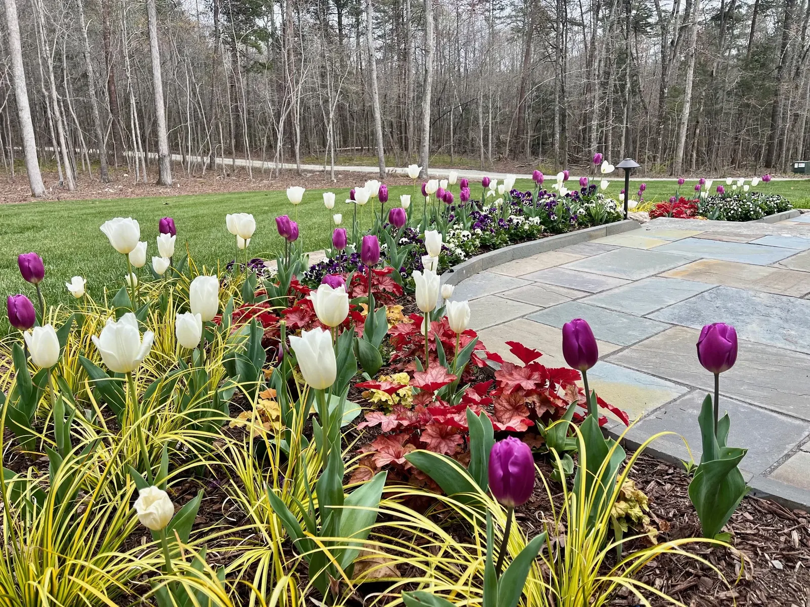Spring tulip beds edging a bluestone patio