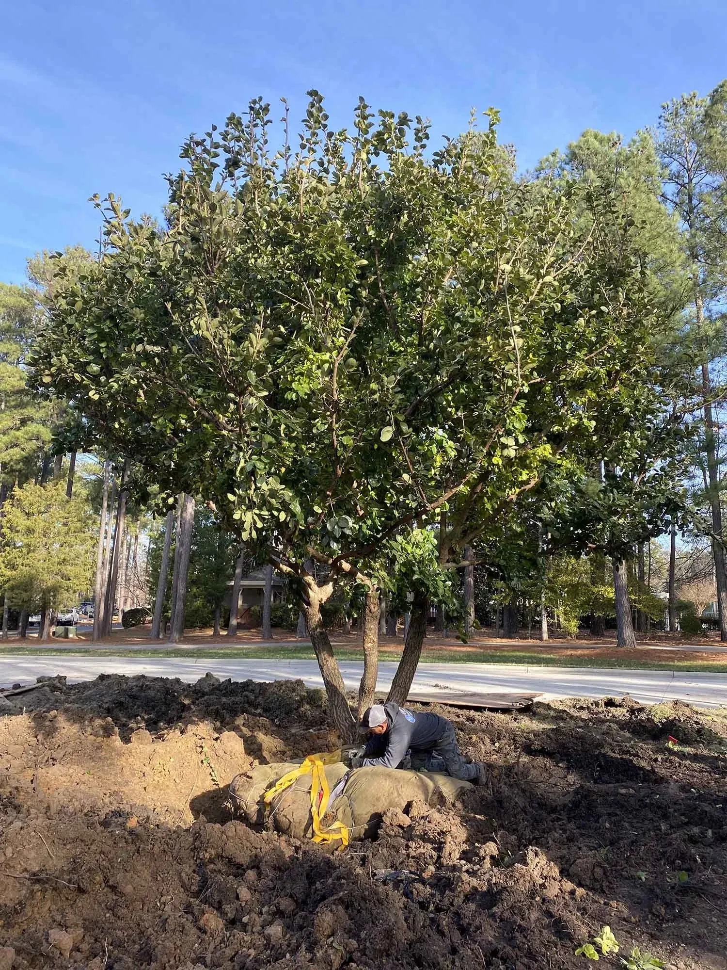 Landscape Installation project by Edge Effect Landscapes, photo 49