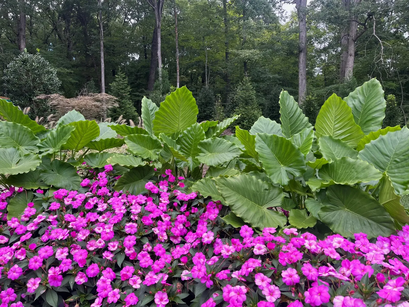 Landscape Installation project by Edge Effect Landscapes, photo 43